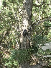 Златка фисташковая 002